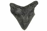 Bargain, Fossil Megalodon Tooth - Georgia #338831-1